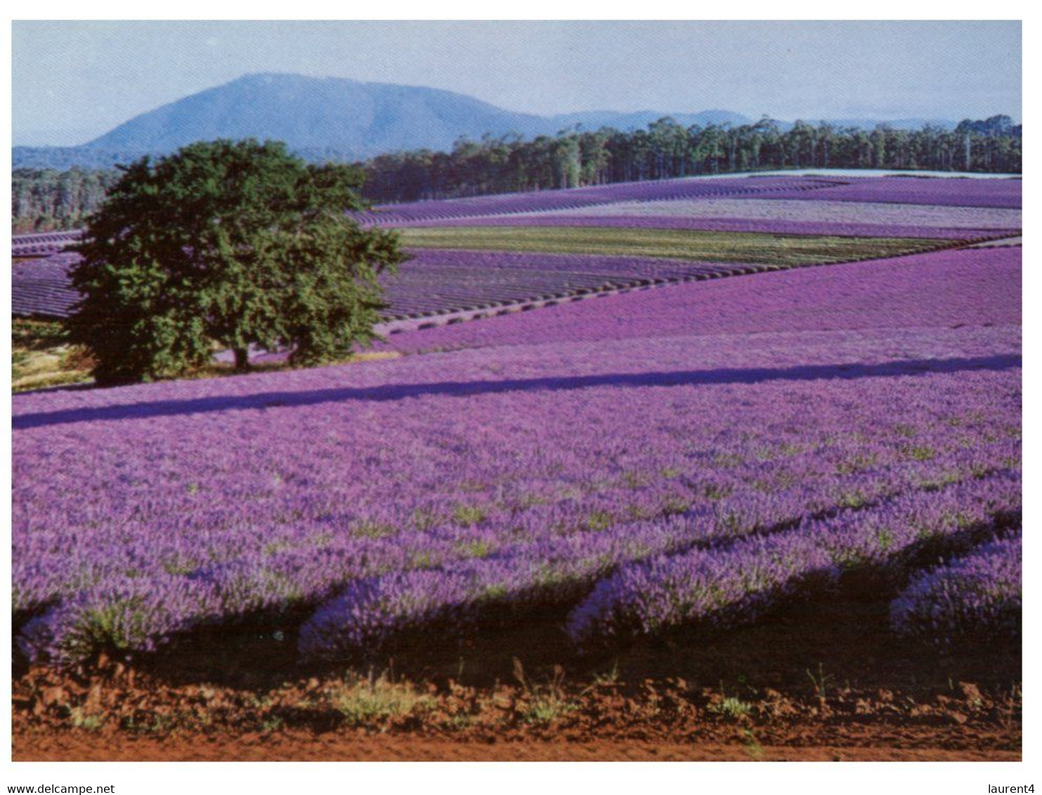 (U 1) Australia - TAS - Nabowla Lavender Field (T23) - Other & Unclassified