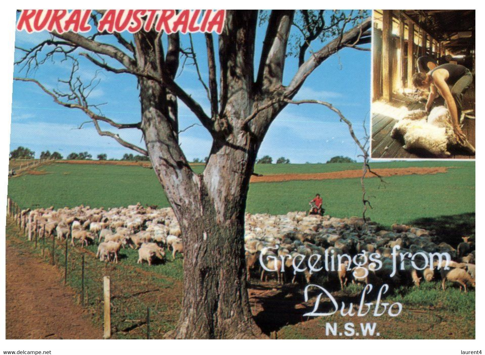 (U 1 A) Australia -  NSW - Dubbo Sheep Farming (top Of Card Shorten)   W635A - Dubbo