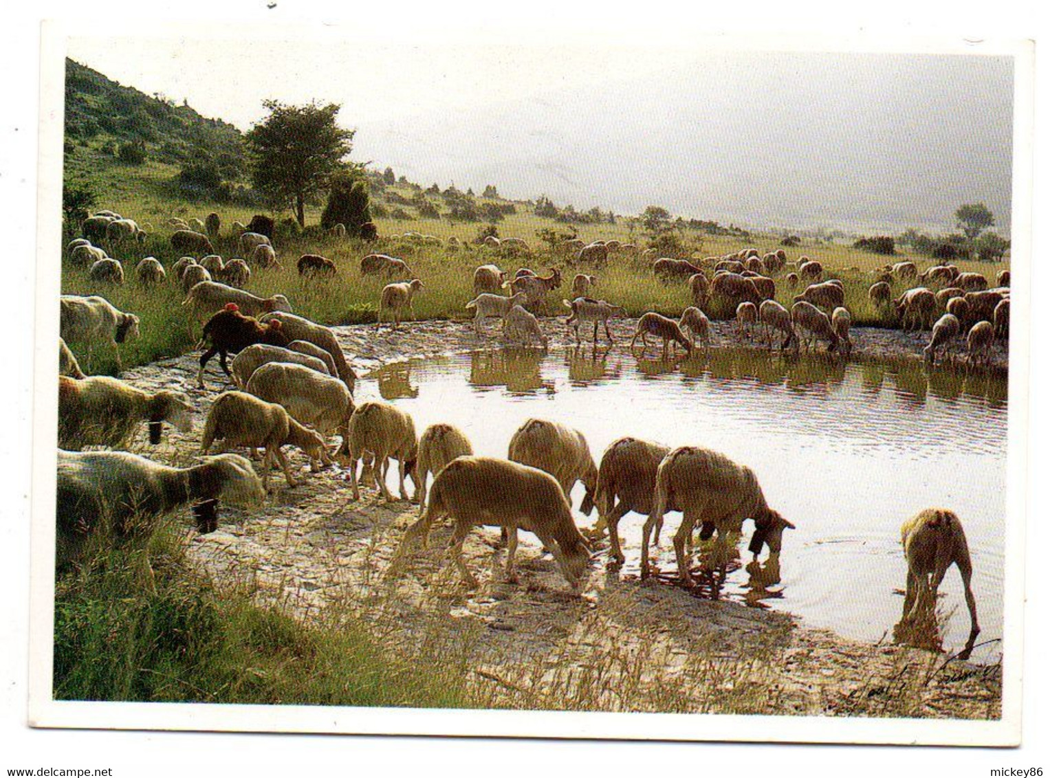 Troupeau De Moutons--Transhumance--La Lavogne,le Soir Après Une Journée De Draille...........à Saisir - Crías