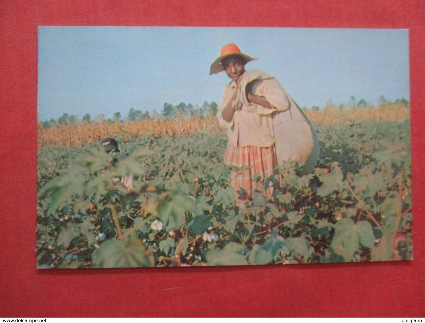 Black Americana   Cotton Picking Time Southern Georgia       Ref 4455 - Black Americana