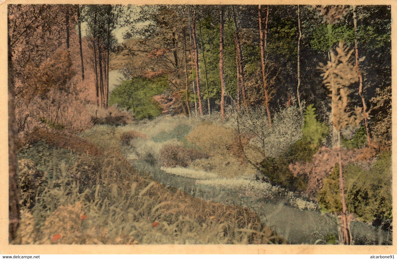 RANCE - Un Sous Bois De La Vallée De L'Eau D'Eppe - Sivry-Rance