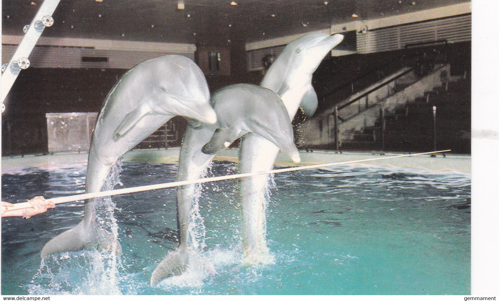 DOLPHINS AT BRIGHTON AQUARIUM - Dauphins