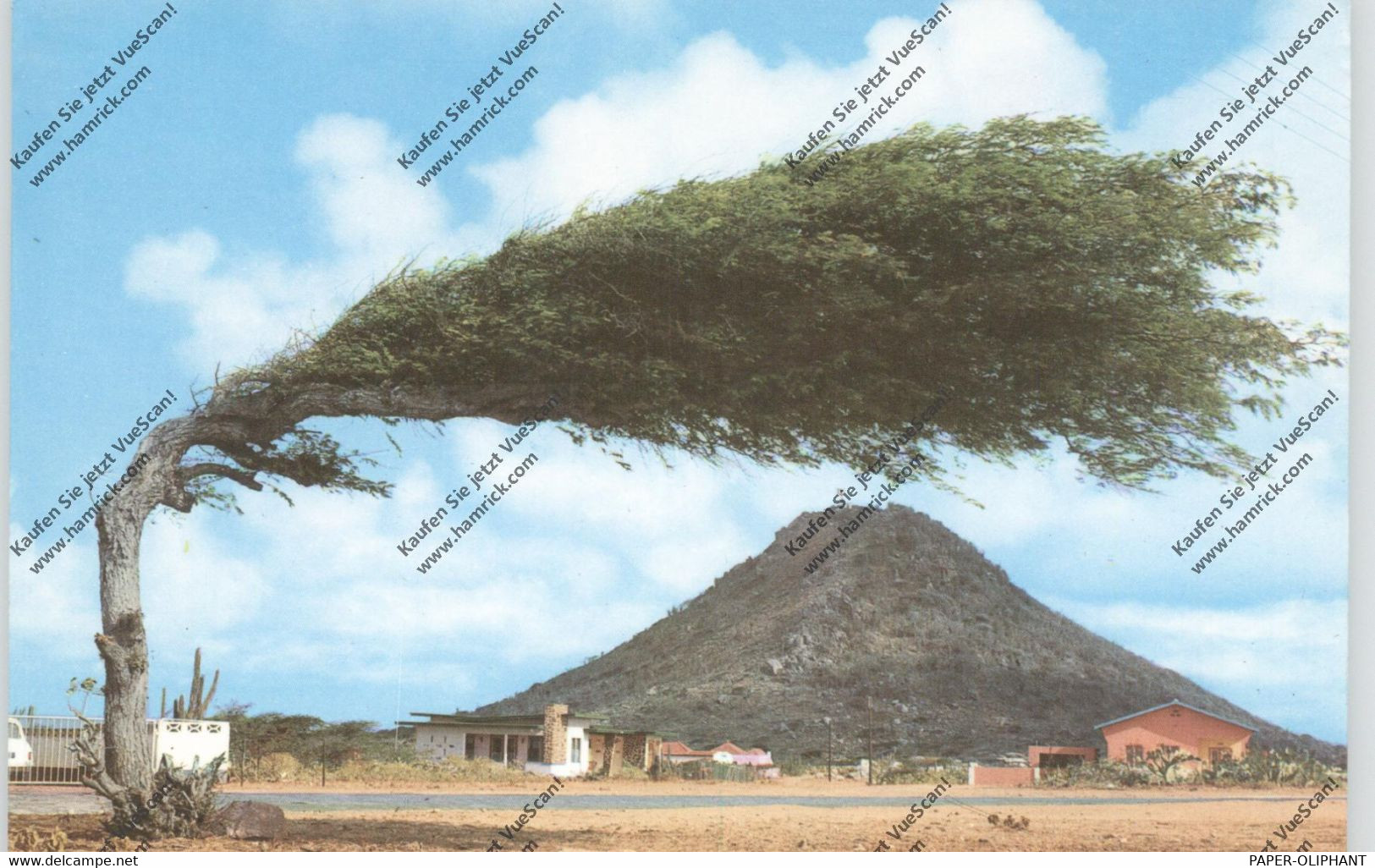 ARUBA - Hooiberg & Divi Divi Tree - Aruba