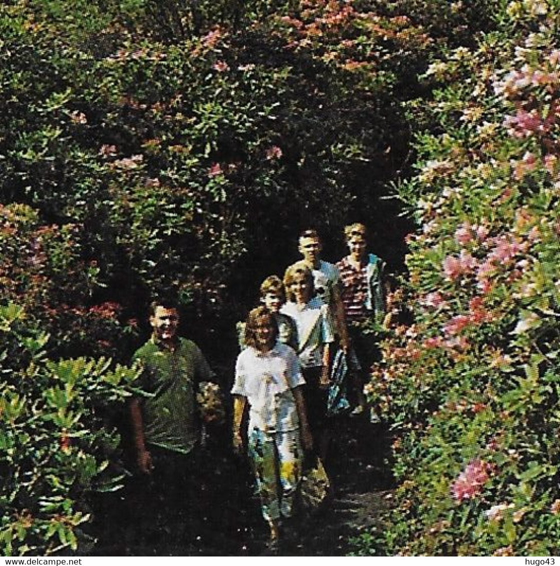 (RECTO / VERSO) RHODODENDRON IN BLOOM ALONG THE ALUM CAVE TRAIL - BEAU TIMBRE - FORMAT CPA - Smokey Mountains