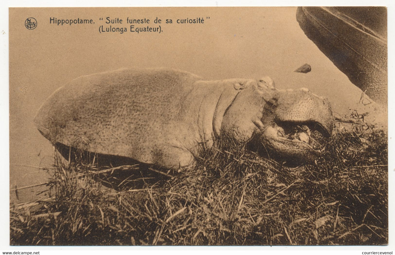 CPA - CONGO - Hippopotame "Suite Funeste De Sa Curiosité" - Lulonga Equateur - Congo Belge