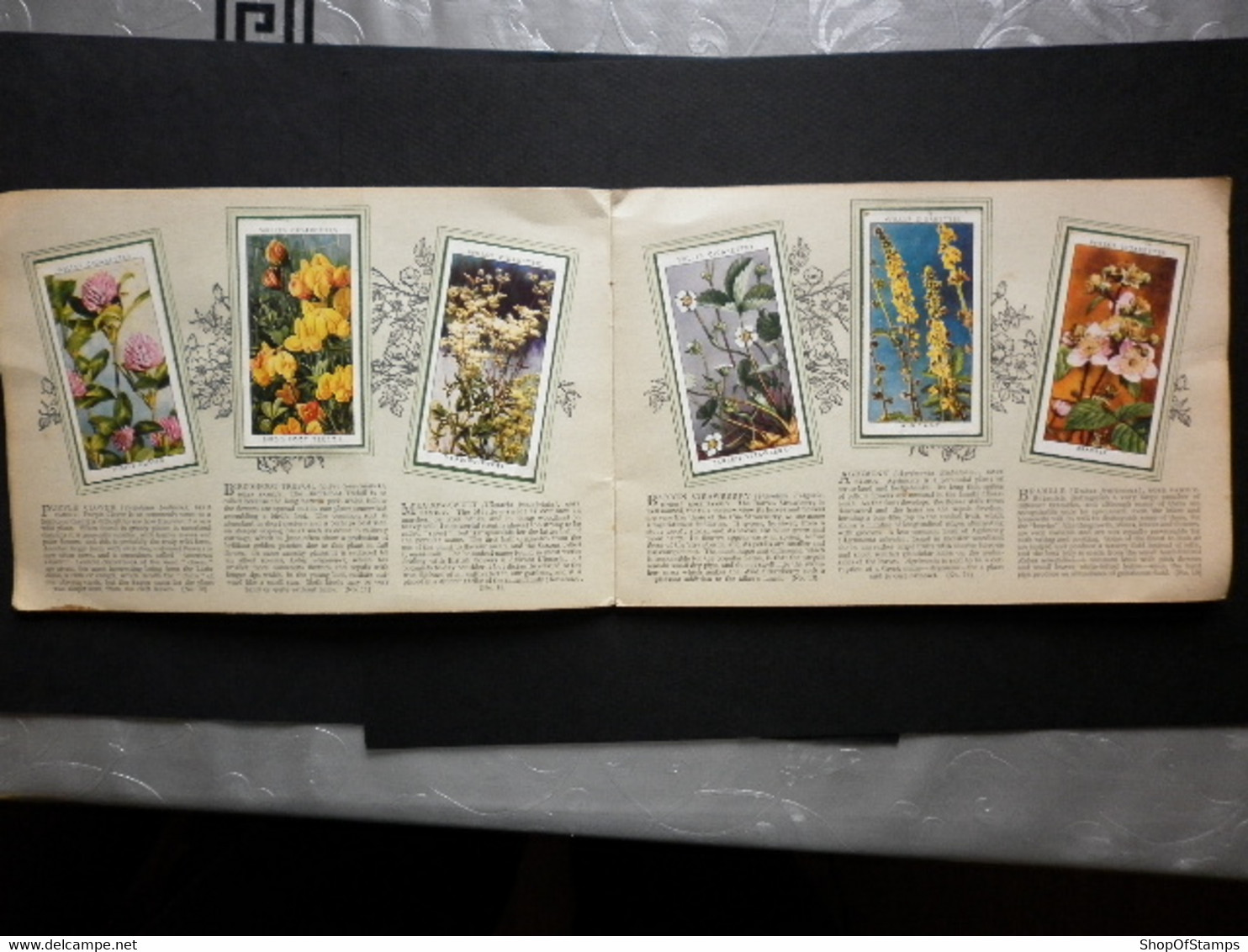 CIGARETTES CARDS WILD FLOWERS 47/50 - Player's