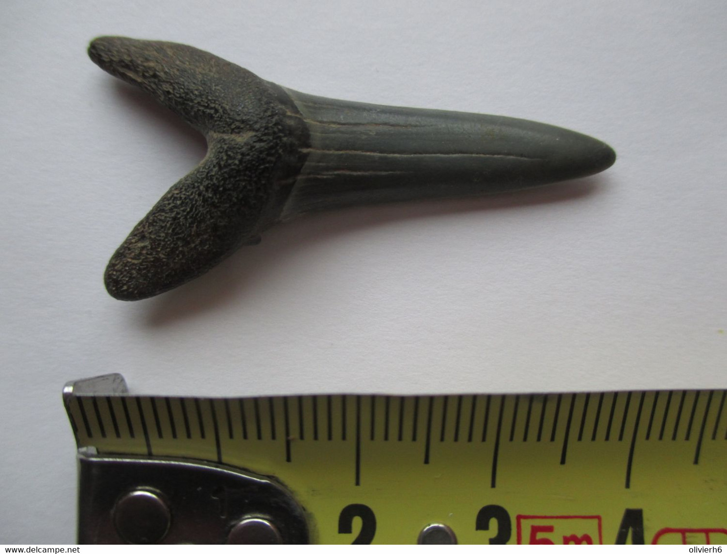 LOT 3 DENTS DE REQUIN FOSSILISE (4 Vues) - Fossiles