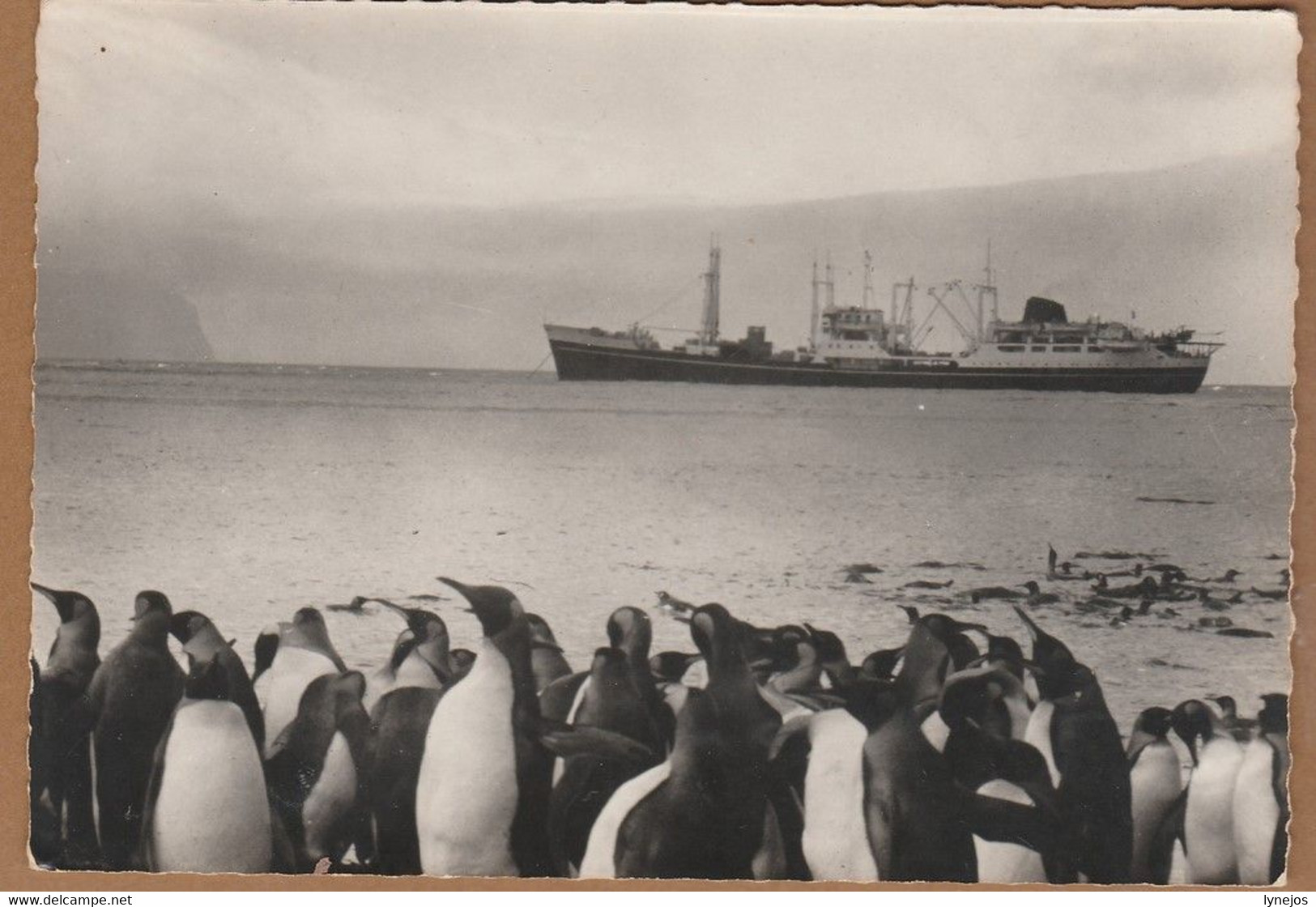 Cpsm T.A.A.F. Archipel Des Crozet Le M/S Gallieni Vu De La Plage De Port-Alfred (Ile De La Possession ) - TAAF : Franse Zuidpoolgewesten