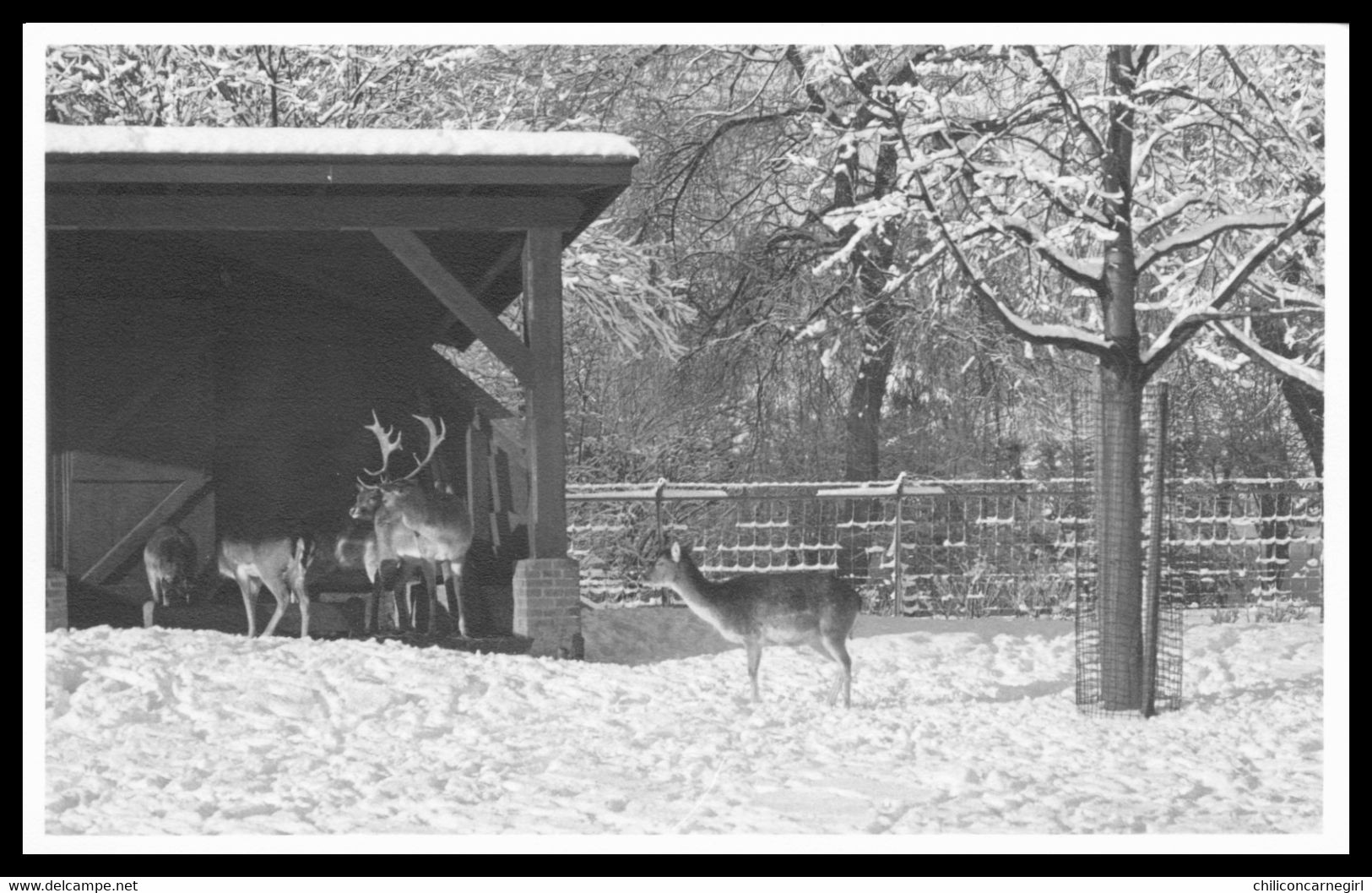 Hertenpark SLIEDRECHT - Parc Aux Cerfs En Hiver - Sliedrecht