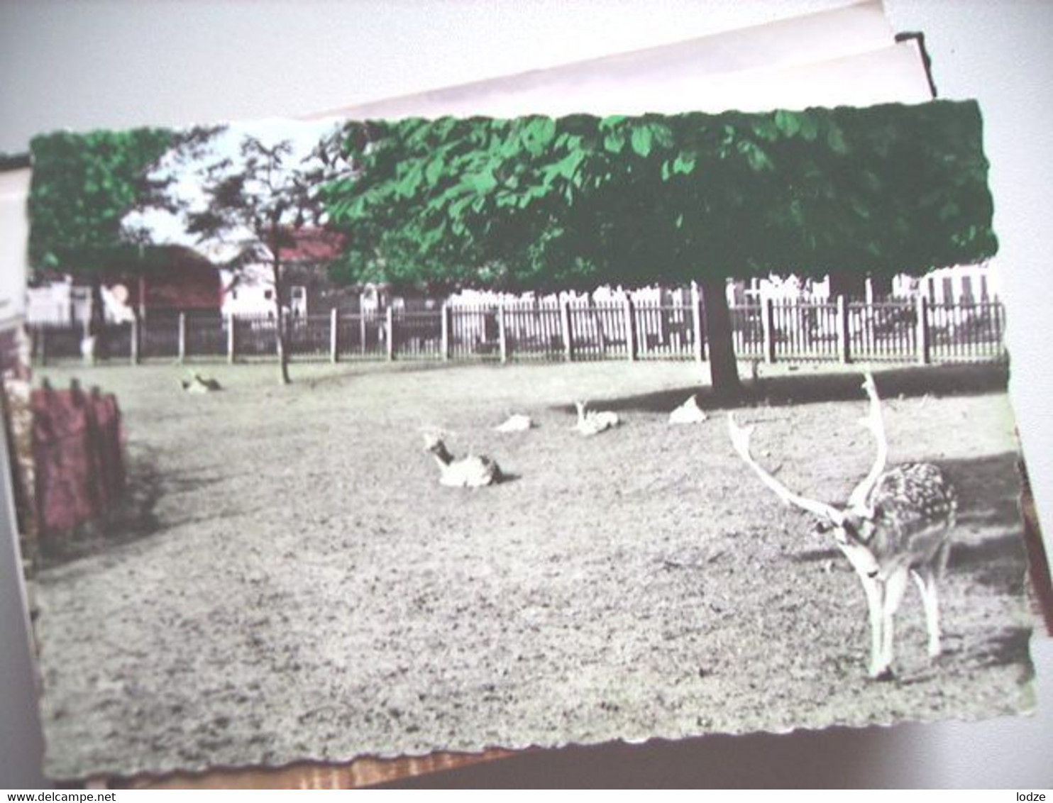 Nederland Holland Pays Bas Winschoten Maintenbos Dierenpark - Winschoten