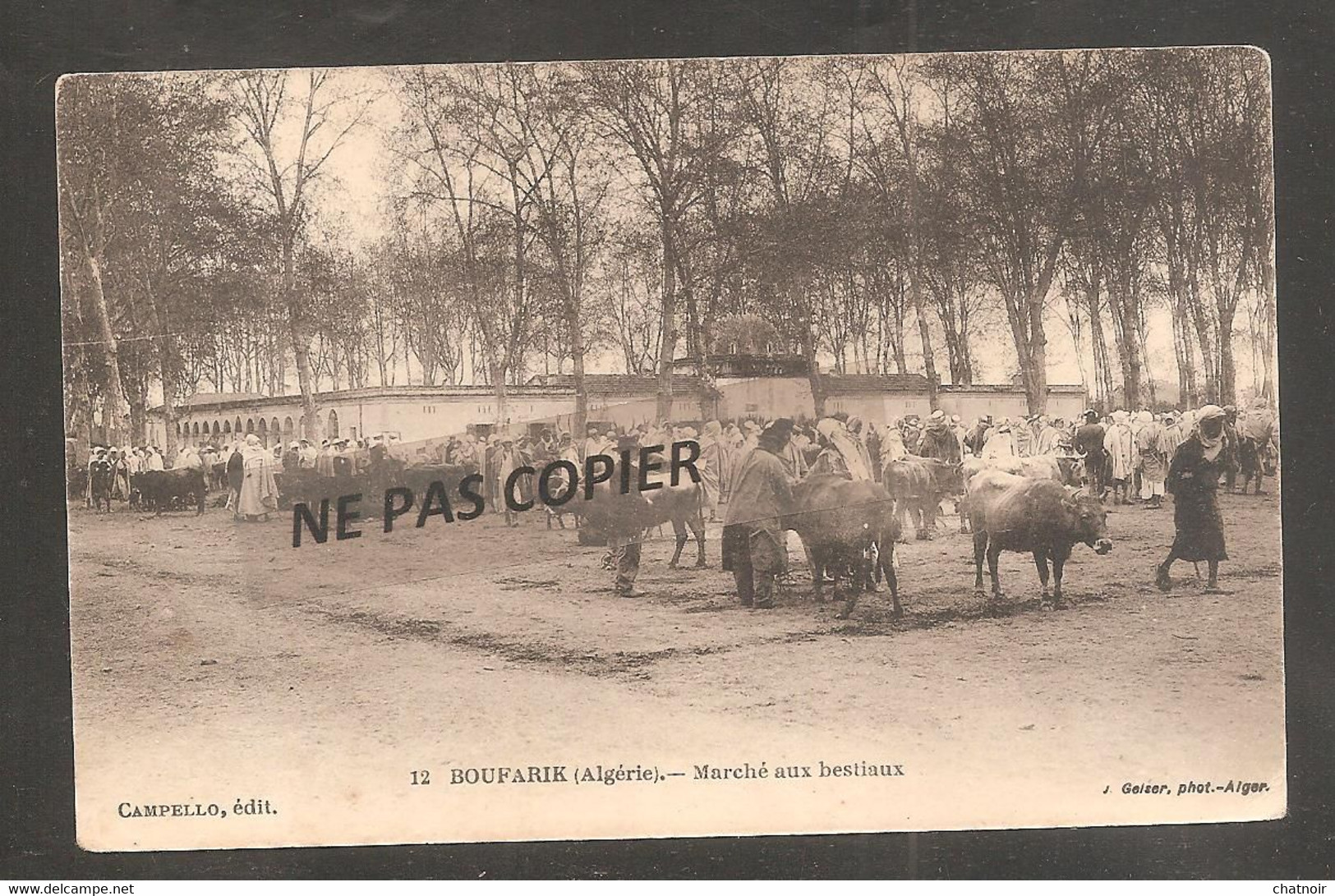 BOUFARICK   Marche Aux Bestiaux   / Vaches - Sonstige & Ohne Zuordnung