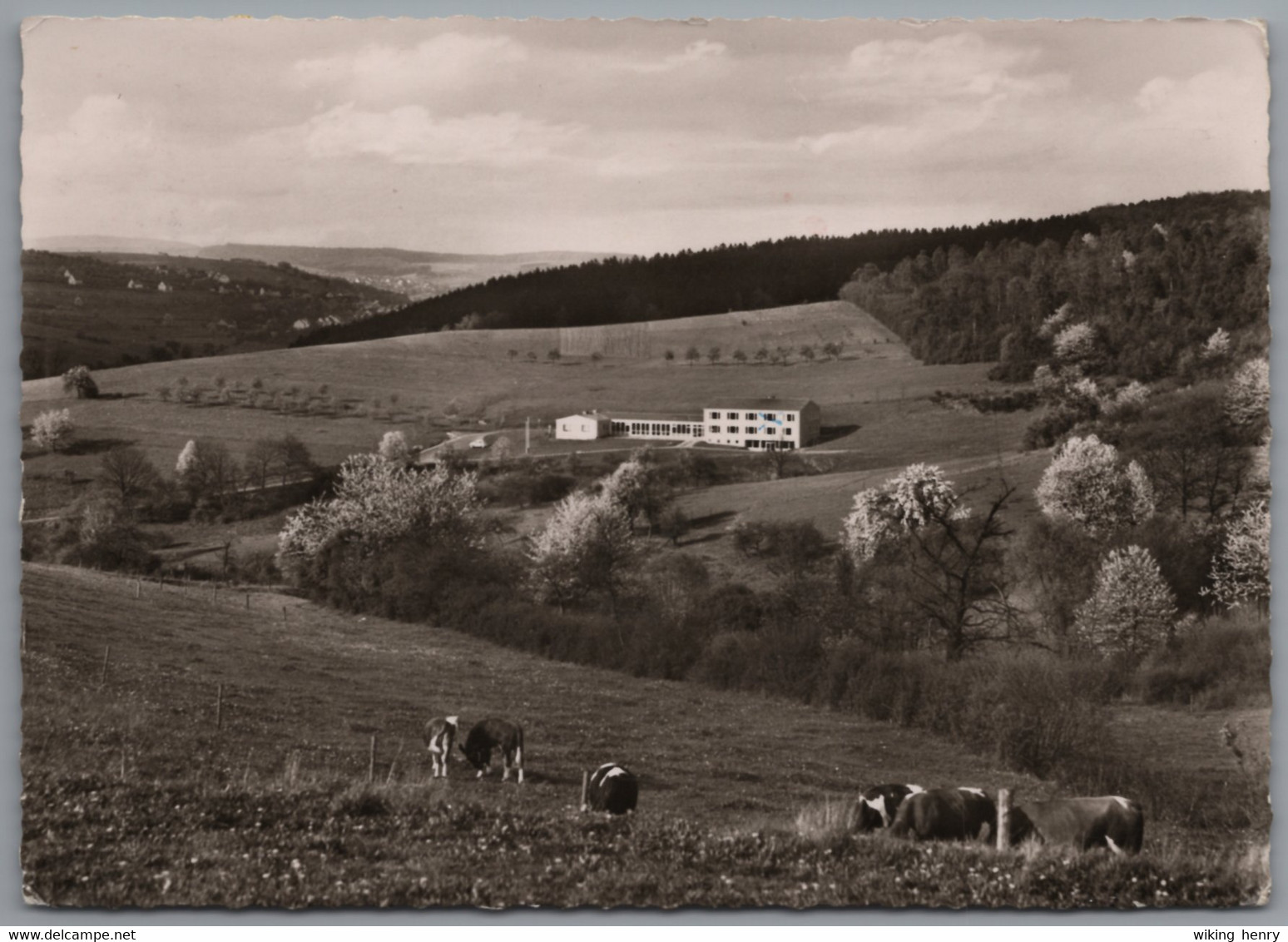 Marpingen Berschweiler - S/w Schullandheim Der Mittelschule Neunkirchen Mit Weidenden Kühen - Kreis Sankt Wendel