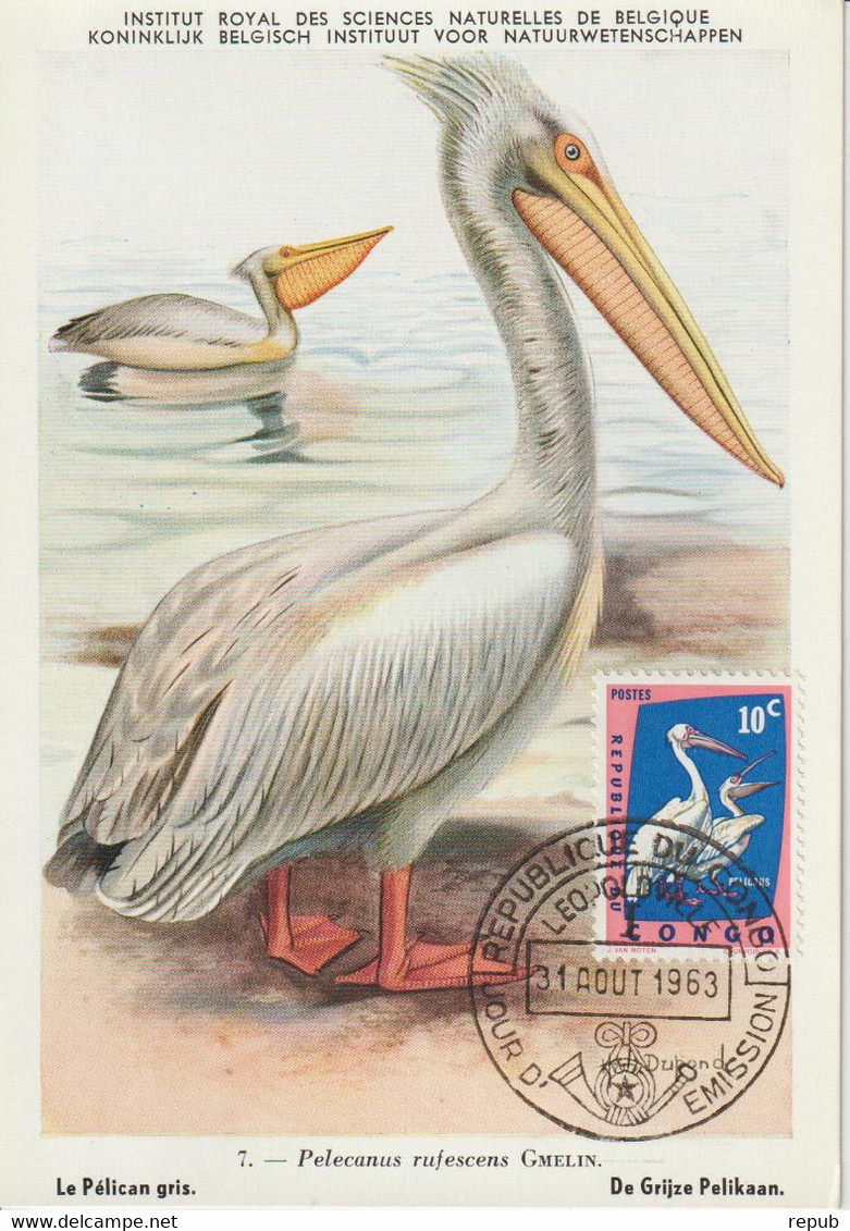 Carte Maximum 1963 Oiseaux Pélican 481 - Autres & Non Classés