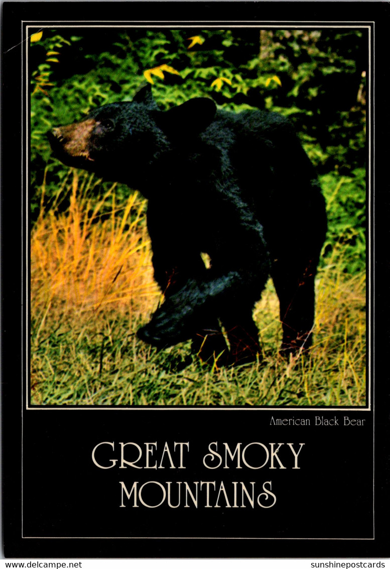 Tennessee Great Smoky Mountains American Black Bear 1985 - Smokey Mountains