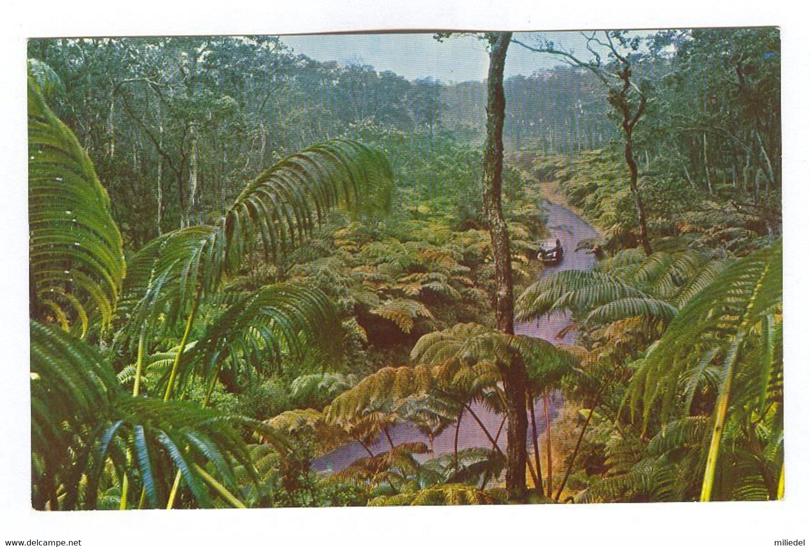 E952 - HAWAIIAN NATIONAL FOREST - Fern Forest - Big Island Of Hawaii