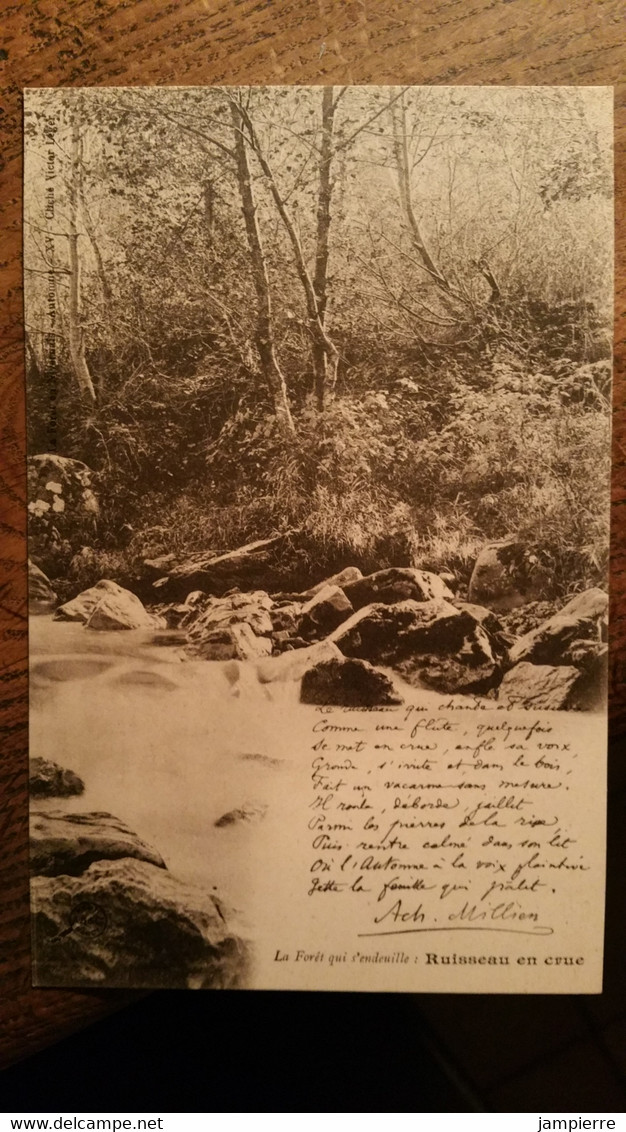 Achille Millien - La Forêt Qui S'endeuille : Ruisseau En Crue - La Fôret En Nivernais - Automne XV - Arbres