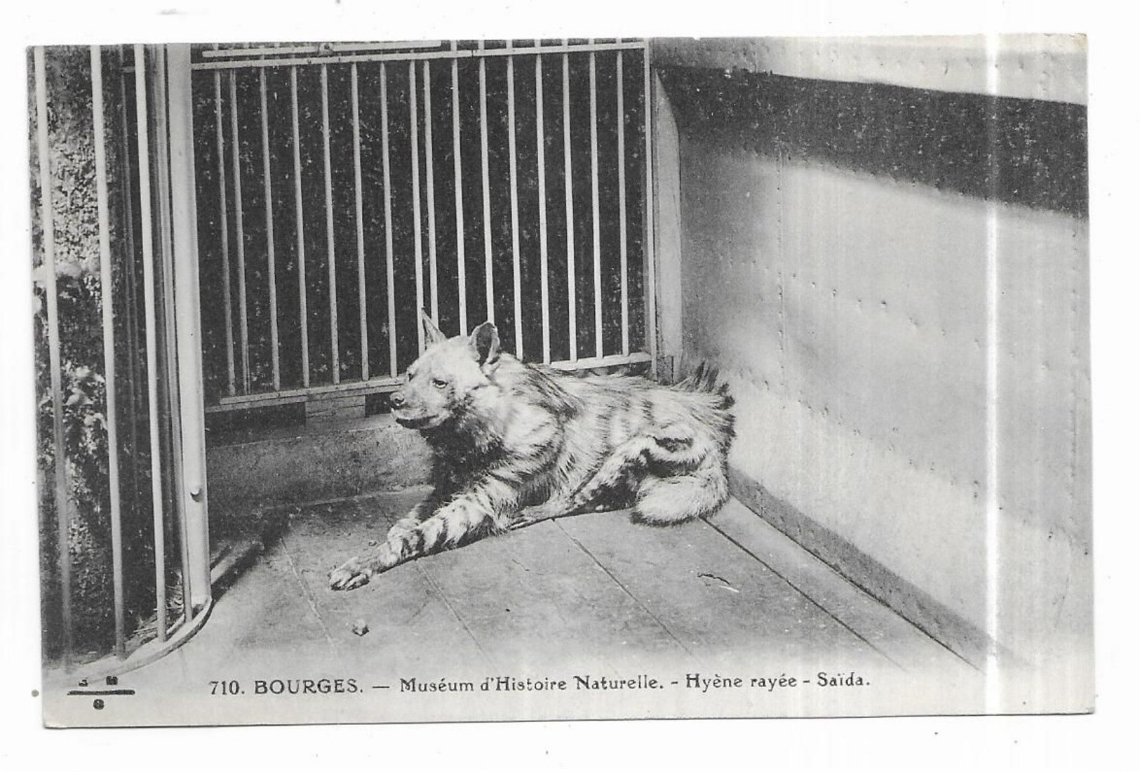 Bourges Muséum D' Histoire Naturelle Hyène Rayée Saida - Bourges