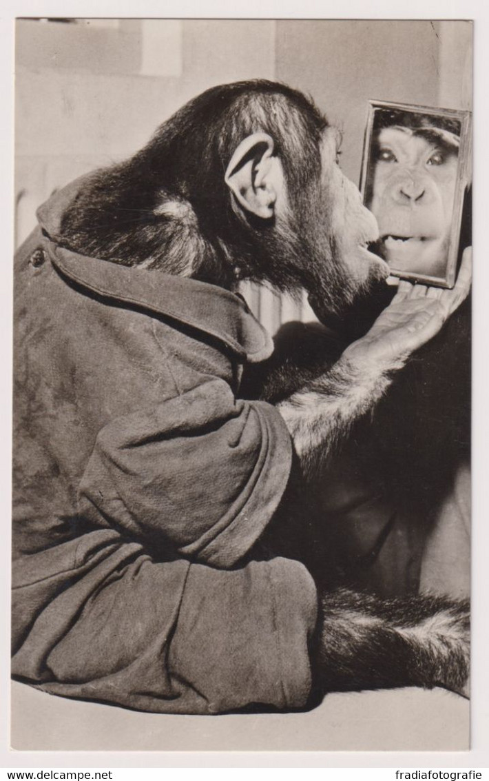 Jonge Chimpansee, "Artis", Amsterdam - Monkeys