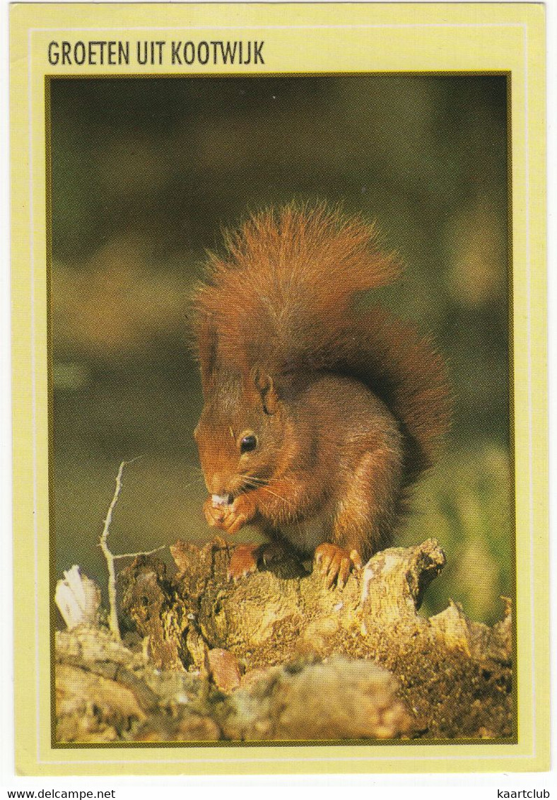 Groeten Uit Kootwijk - (Eekhoorn / Squirrel) - Barneveld