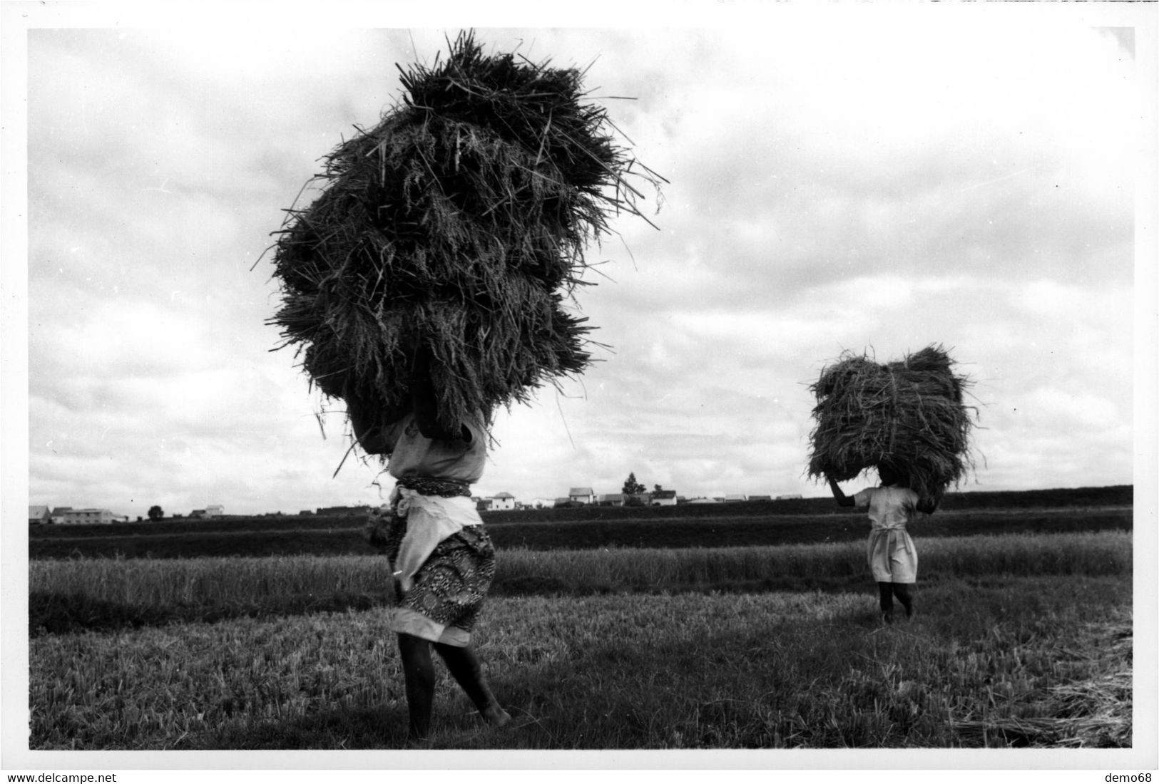 Sri Lanka ? Ceylan Ceylon Asia Asie Photo Qui Serait Du... Sri Lanka   Fenaison Foin - Sri Lanka (Ceylon)