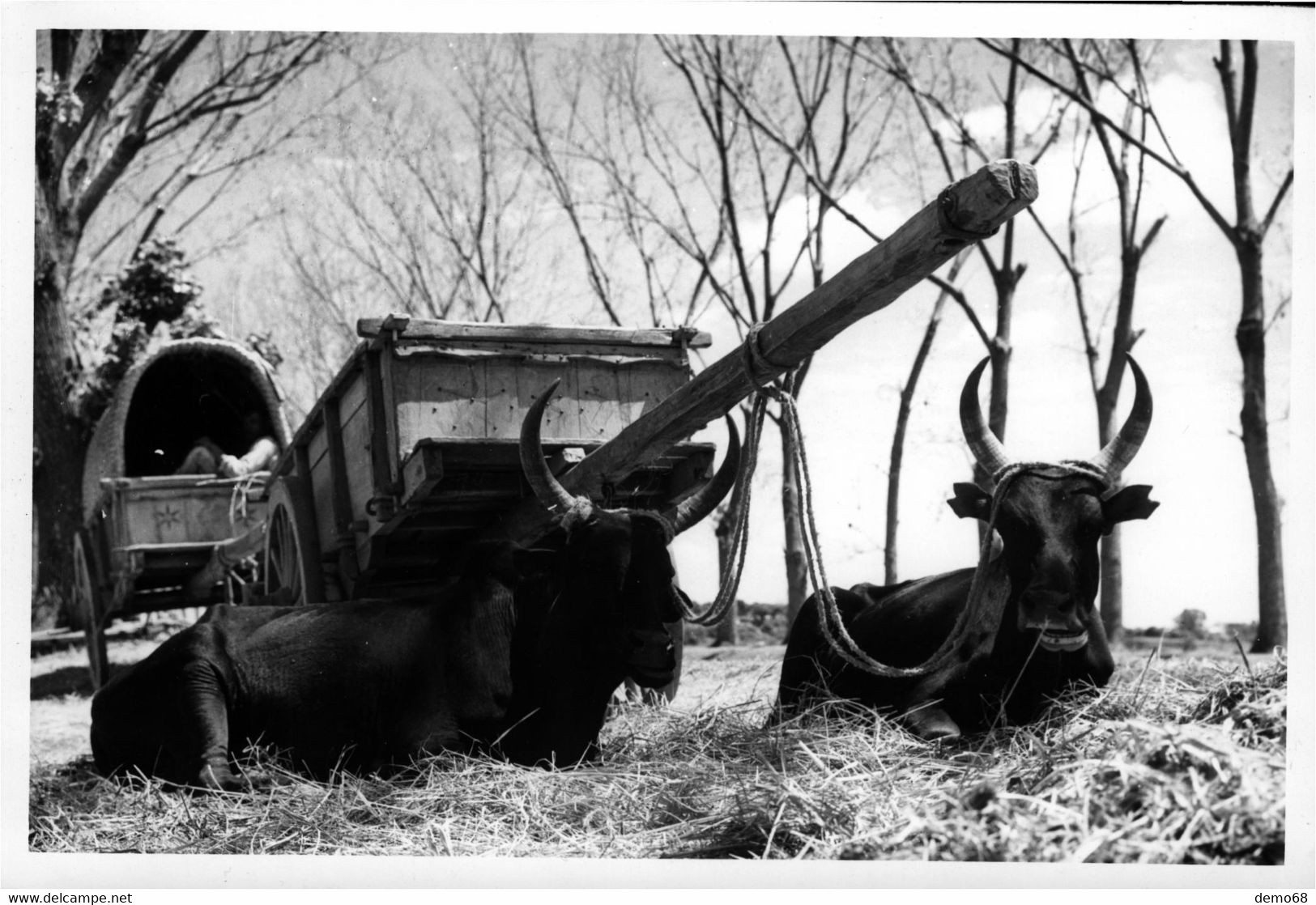 Sri Lanka ? Ceylan Ceylon Asia Asie Photo Qui Serait Du... Sri Lanka   Attelage Remorque Zebu  Boeuf  ? - Sri Lanka (Ceylon)