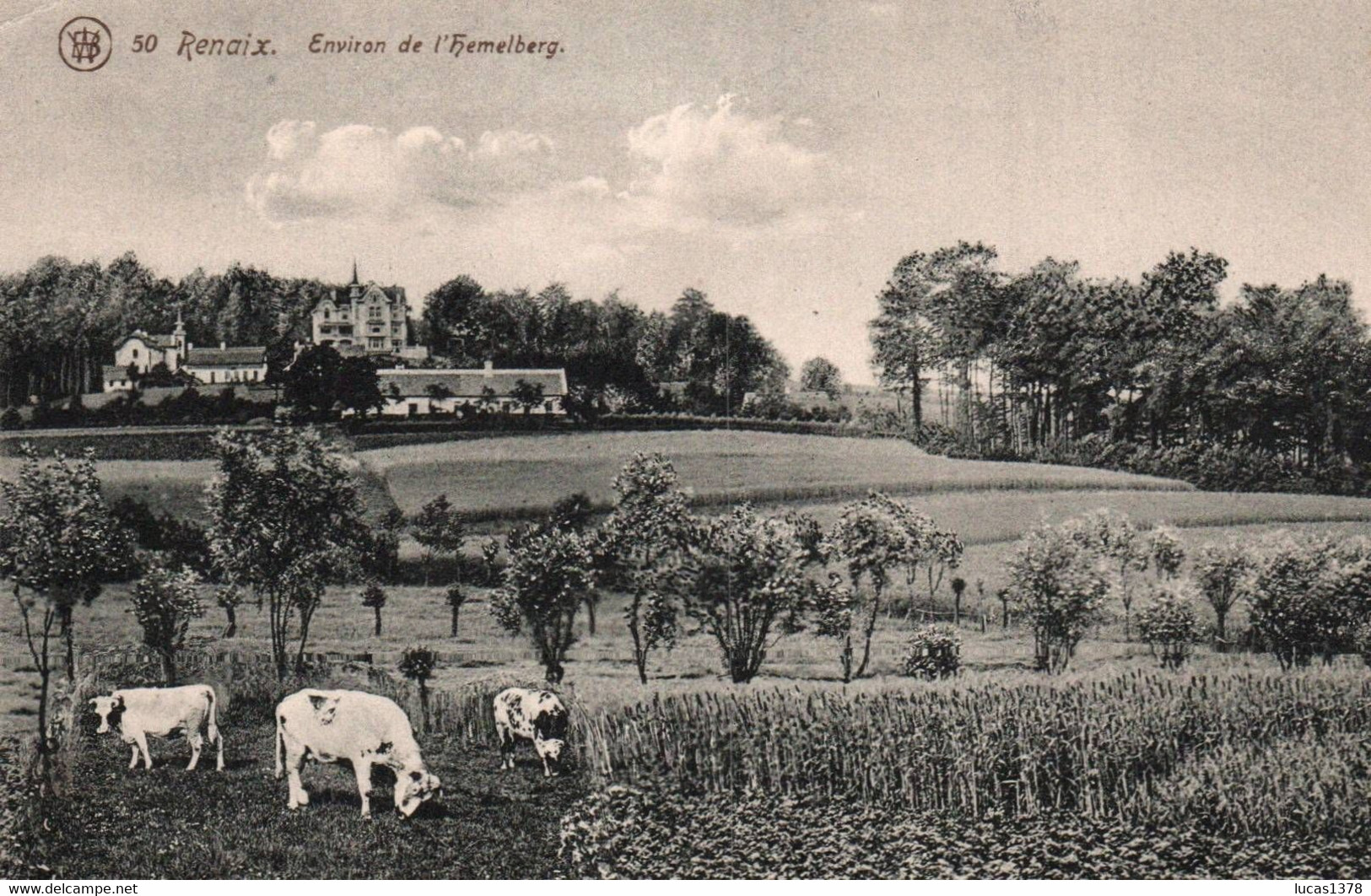 RENAIX / ENVIRONS DE L HEMELBERG / VACHES - Ronse