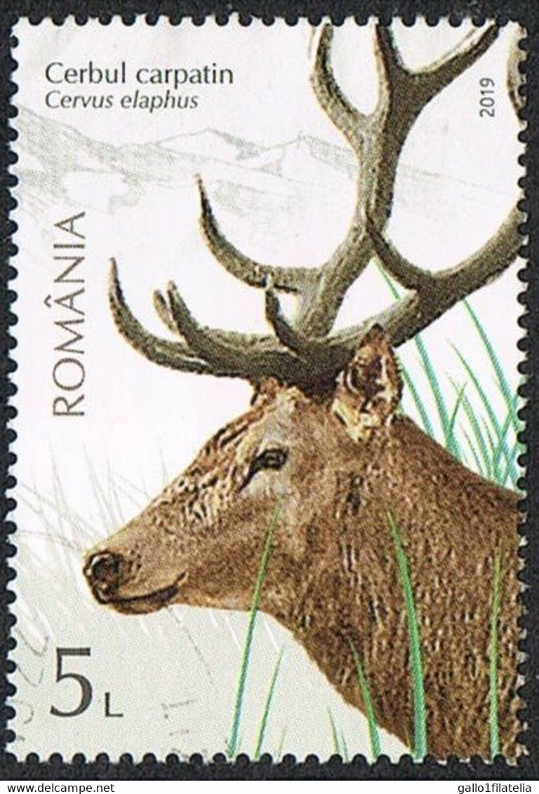 2019 - ROMANIA - FAUNA PROTETTA - CERVO CARPATICO / PROTECTED FAUNA - CARPATHIAN DEER. USATO / USED - Gebruikt