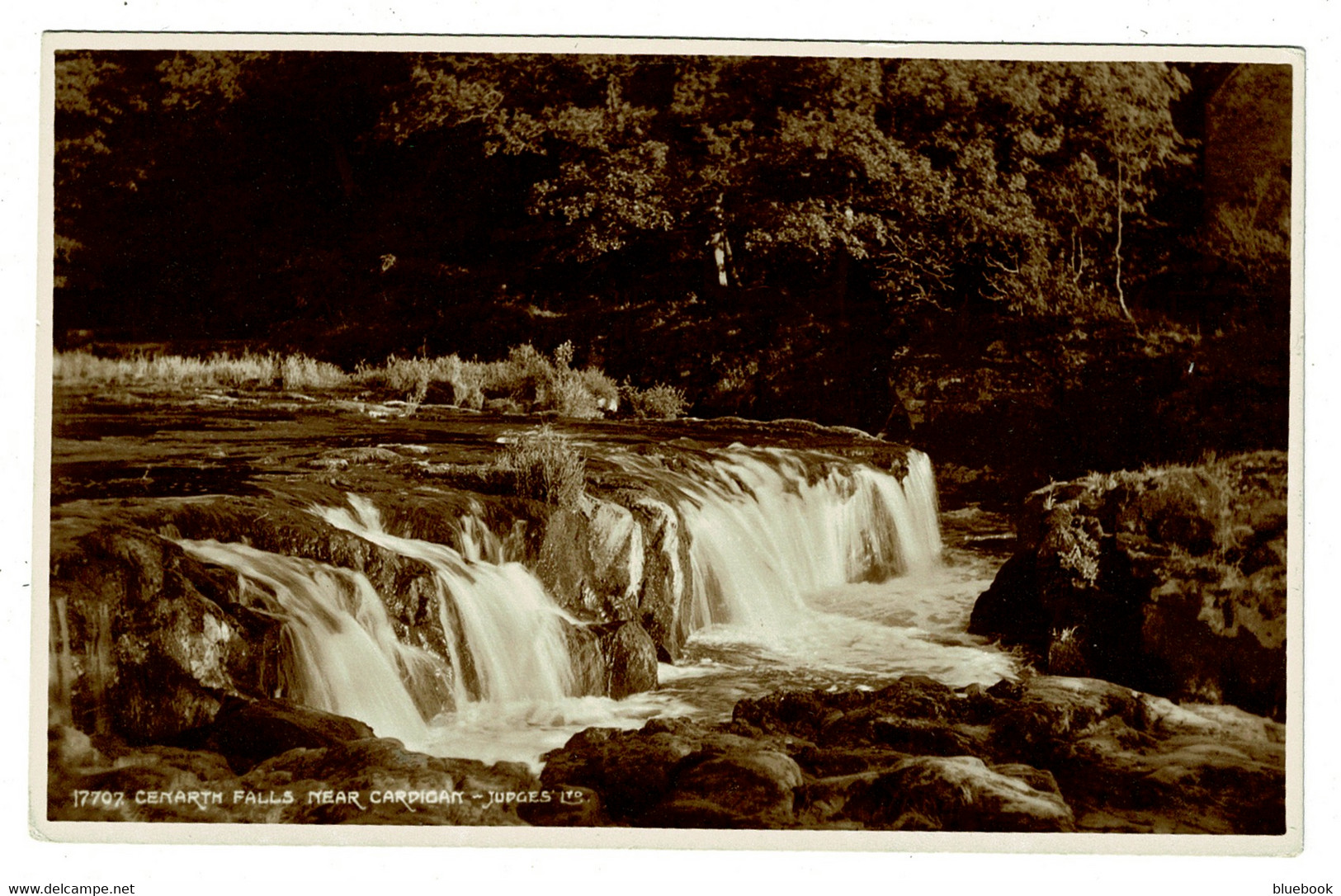 Ref 1424 - Judges Real Photo Postcard - Cenarth Falls Near Cardigan - Wales - Cardiganshire