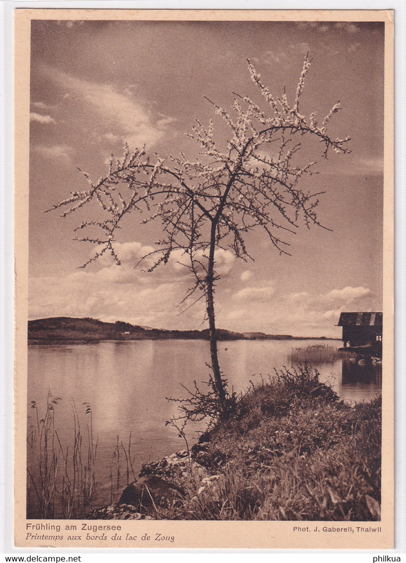 Frühling Am Zugersee - Zoug