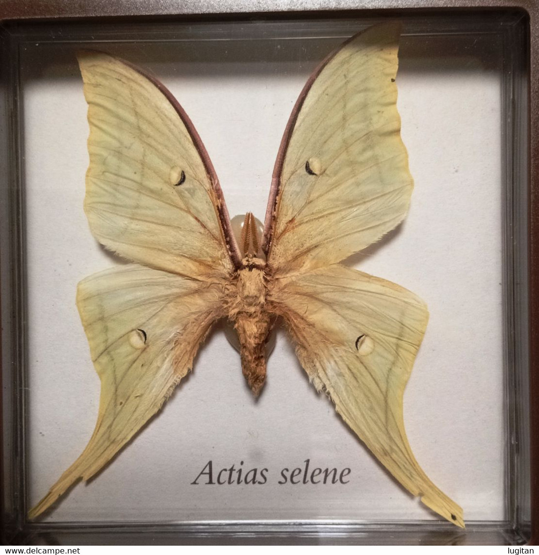 FARFALLE DA COLLEZ. - ACTIAS SELENE - R.O. PALEARTICA FINO ALL'INDIA - FAMIGLIA Saturniidae - CONSERVAZIONE QUADRO - Autres & Non Classés