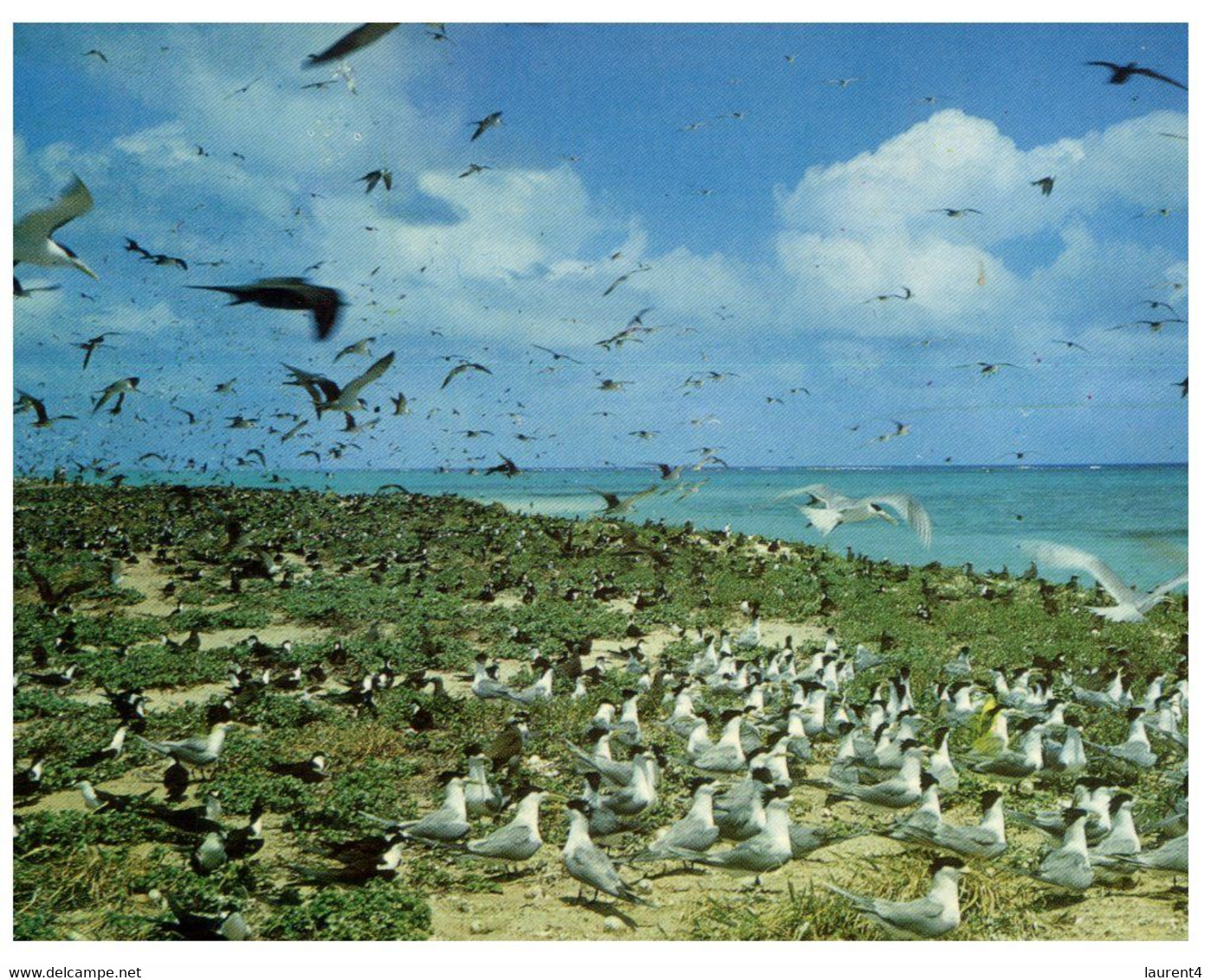 (V 28) Australia - QLD - Michaelmas Cay (near Green Island) Terns Birds - Great Barrier Reef