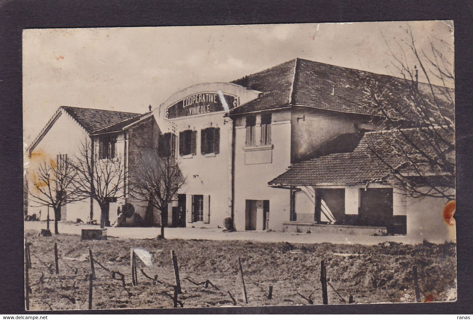 CPA Vaucluse 84 Le Mont Ventoux Non Circulé BEDOIN Cave Coopérative - Otros & Sin Clasificación