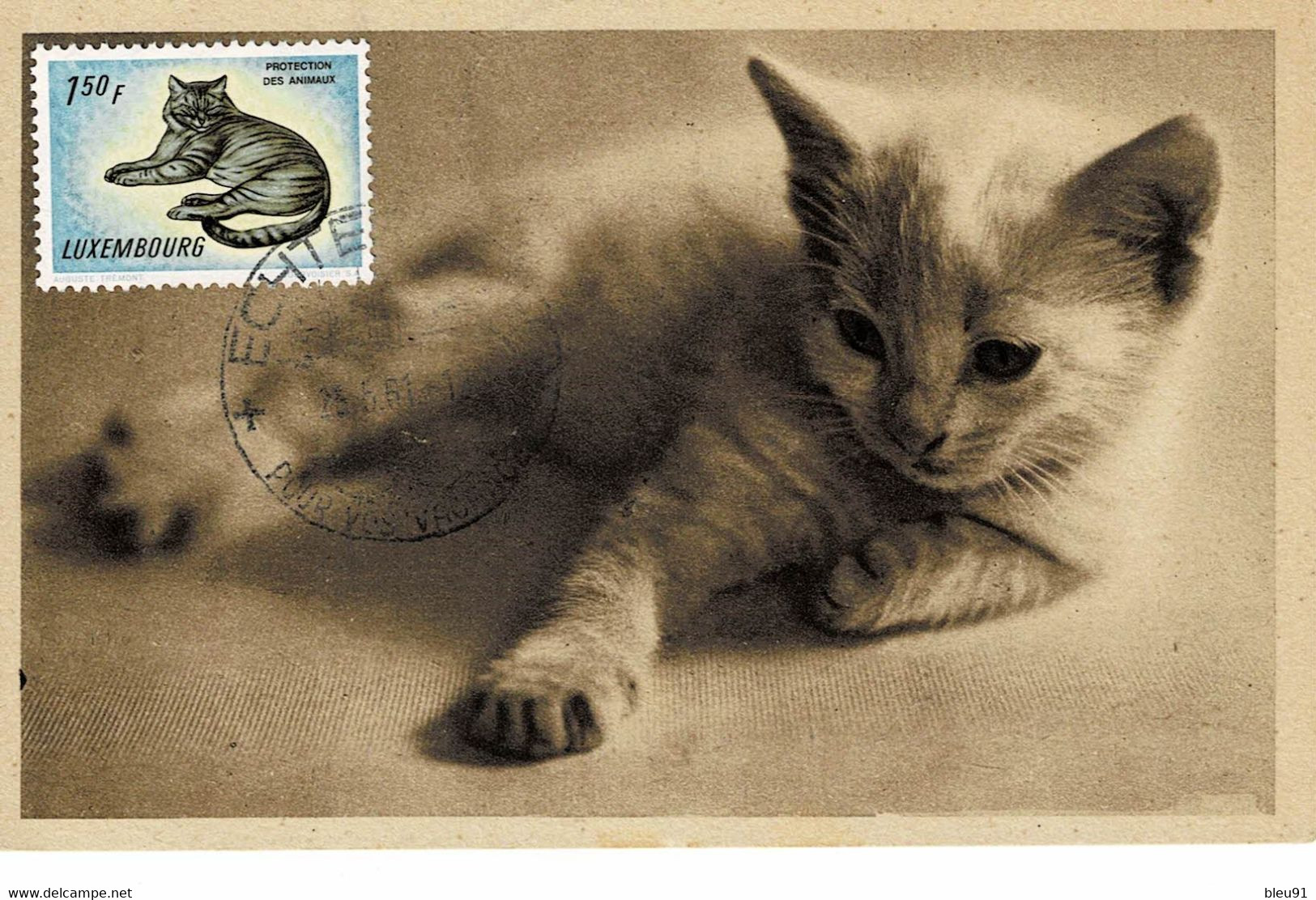 CARTE MAXIMUM  LUXEMBOURG CHAT PROTECTION DES ANIMAUX 1951 - Cartes Maximum