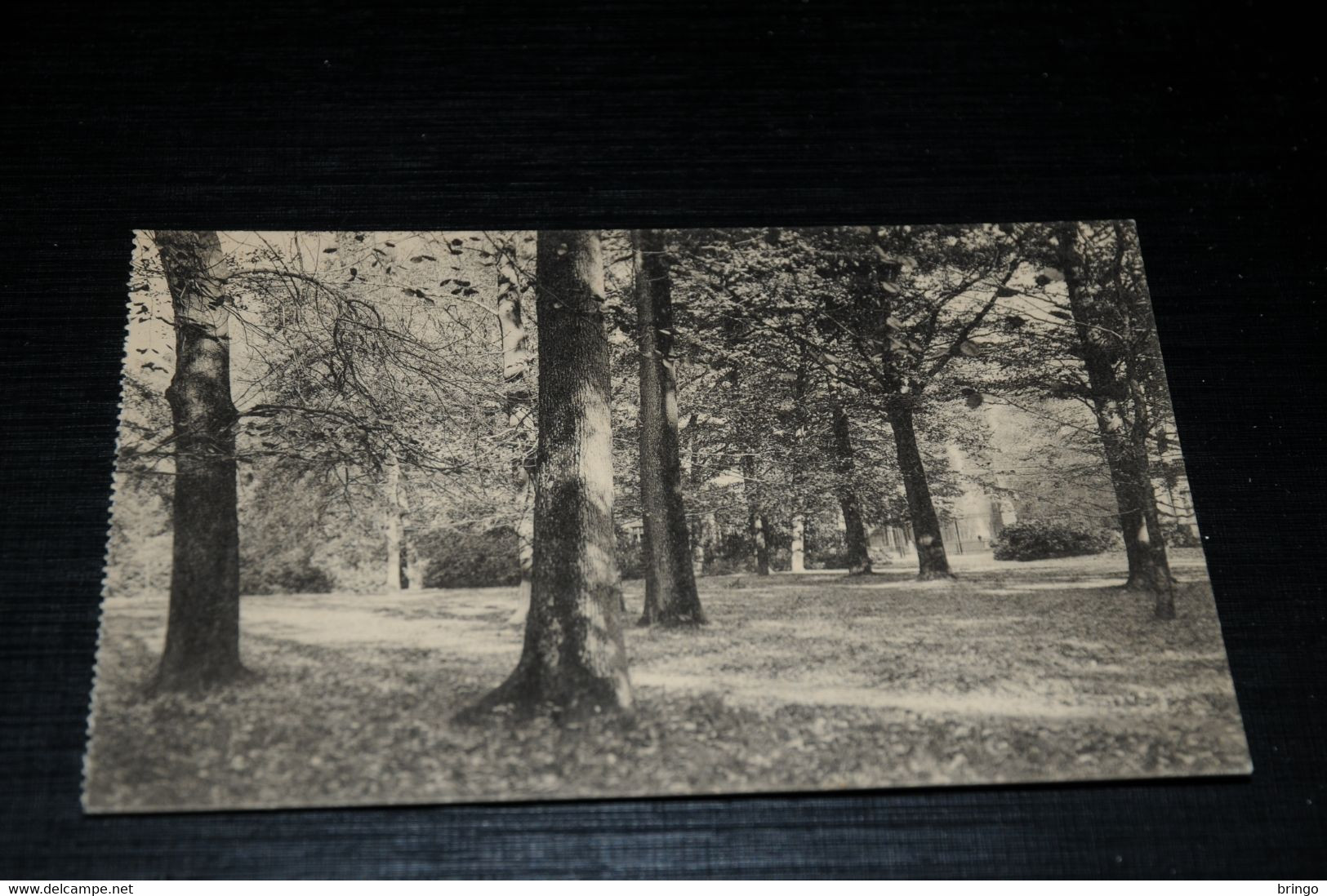 20075-            ROYAUME DE BELGIQUE, DOMAINE DE MARIEMONT, LE PARC - Morlanwelz