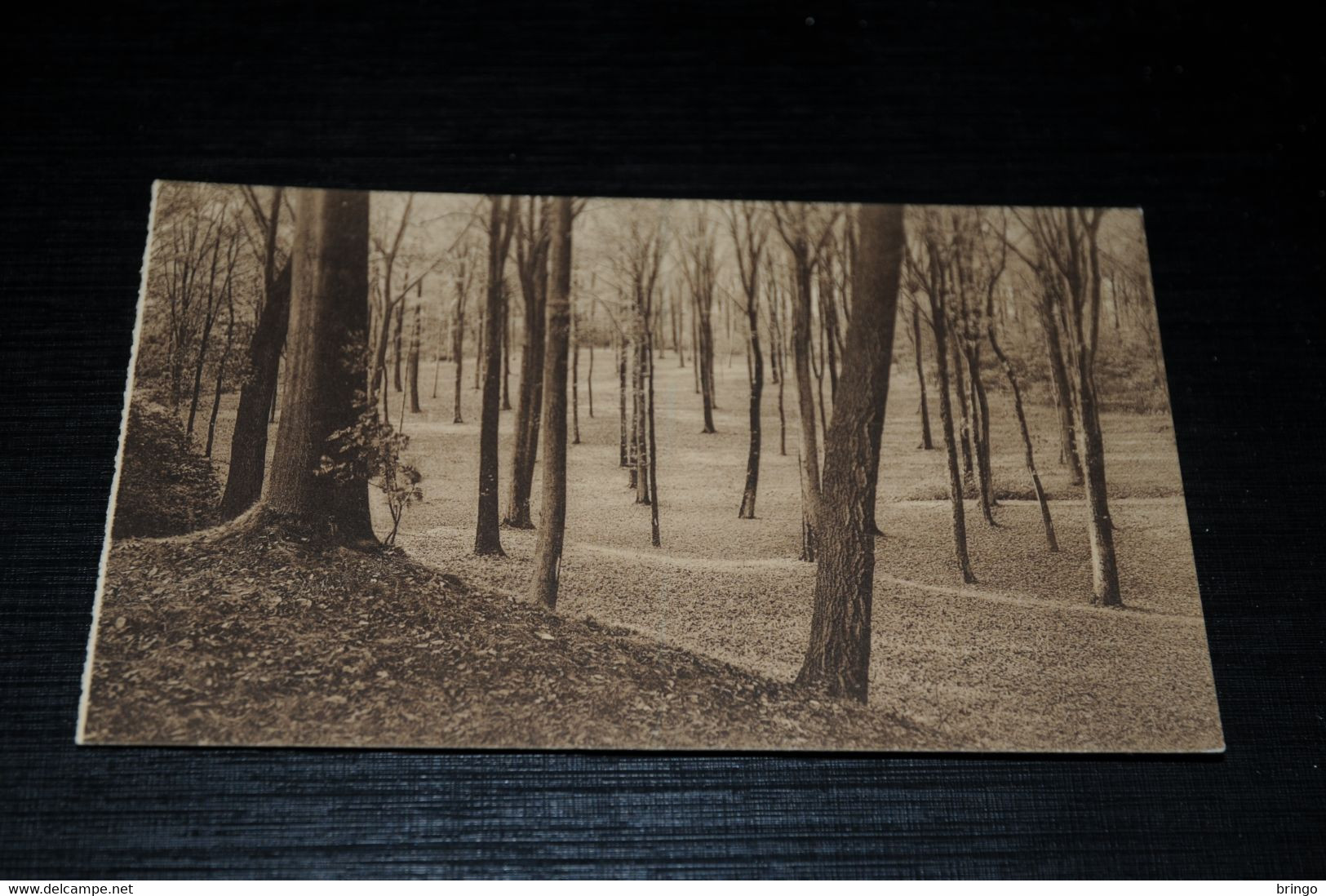 20096-            ROYAUME DE BELGIQUE, DOMAINE DE MARIEMONT, LE PARC, SOUS-BOIS - Lennik