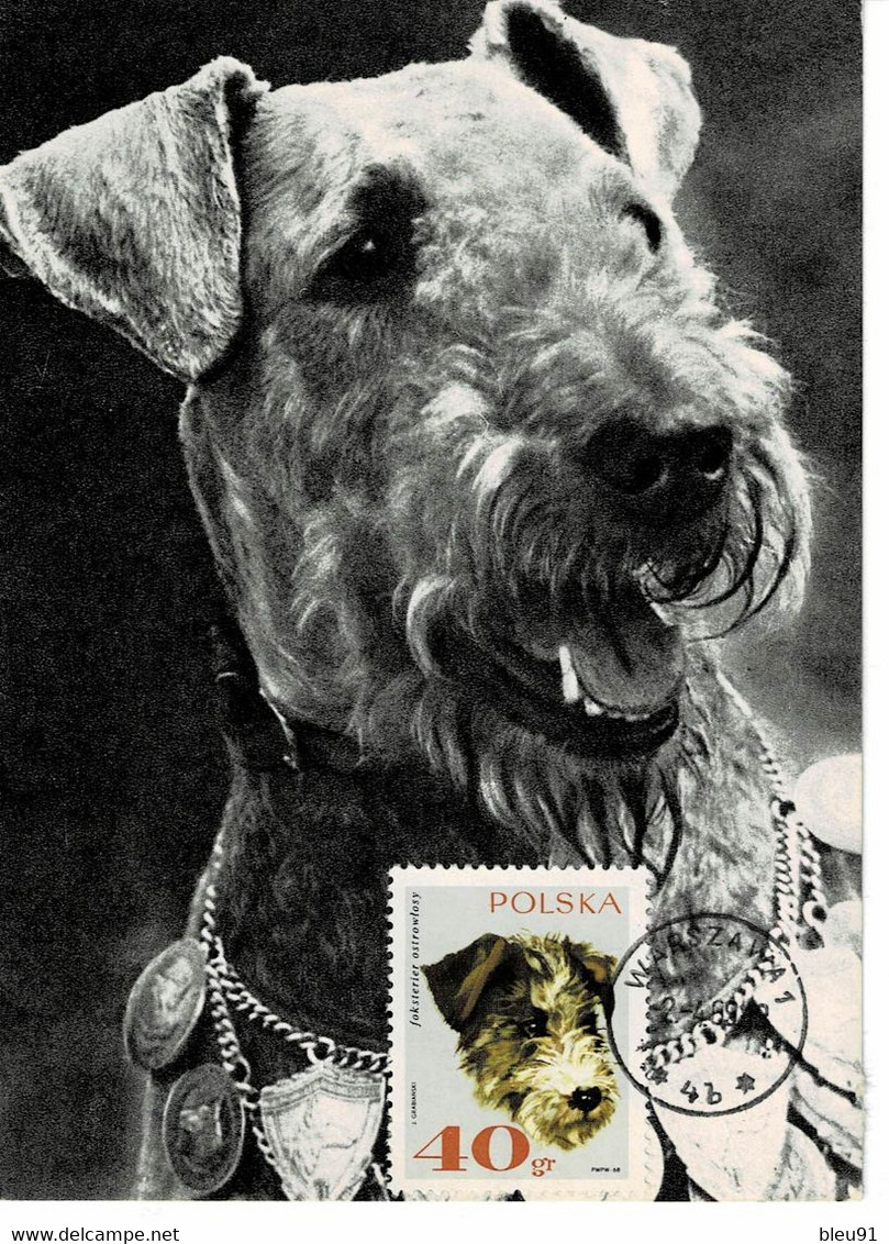 CARTE MAXIMUM  POLOGNE CHIENS ET CHATS CATS AND DOGS - Tarjetas Máxima