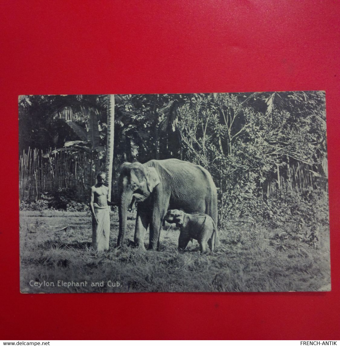 CEYLAN ELEPHANT AND CUB - Sri Lanka (Ceylon)