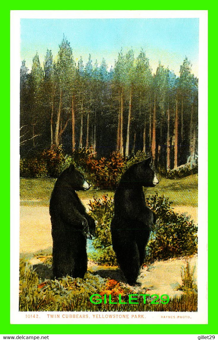 YELLOWSTONE, WY - TWIN CUBBEARS - YELLOWSTONE PARK - PUB. BY J. E. HAYNES - - Yellowstone