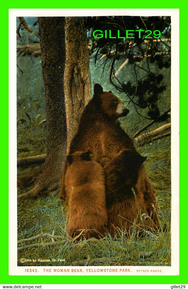 YELLOWSTONE, WY - THE WOMAN BEAR AND CUBS - YELLOWSTONE PARK - PUB. BY J. E. HAYNES 1916 - - Yellowstone