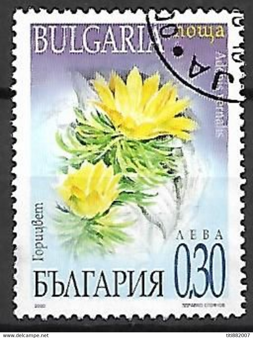 BULGARIE   -  2000 .  Y&T N° 3893 Oblitéré.   Fleurs  /  Adonis - Oblitérés