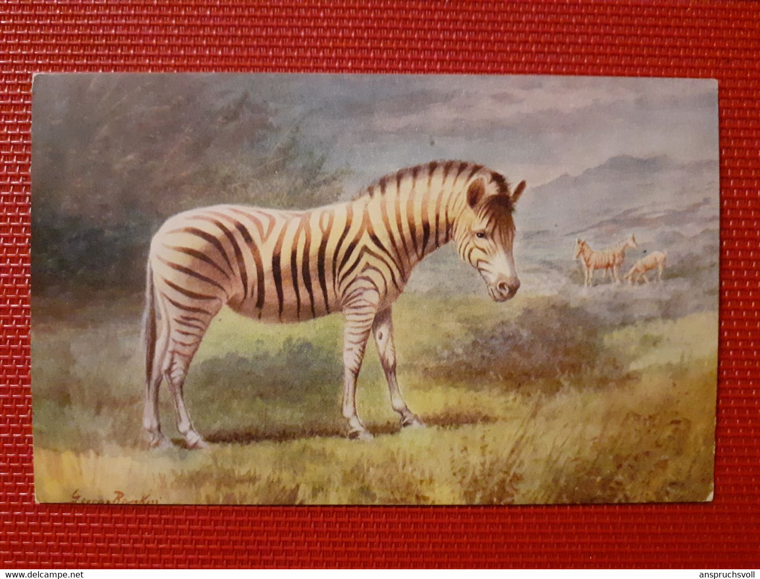 CPA - ZEBRE - Zebras
