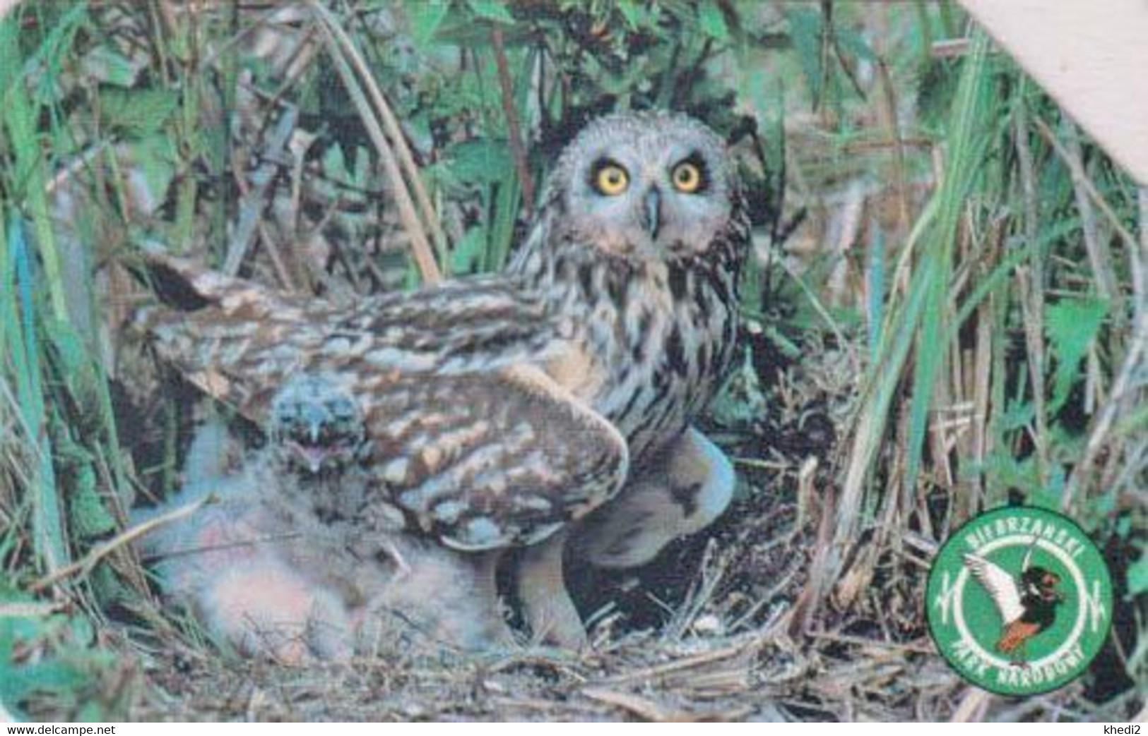 TC POLOGNE - ANIMAL / Série Bierbrzanski Park 510 - OISEAU HIBOU DES MARAIS - OWL BIRD & Chicken POLAND Pc - BE 5288 - Owls