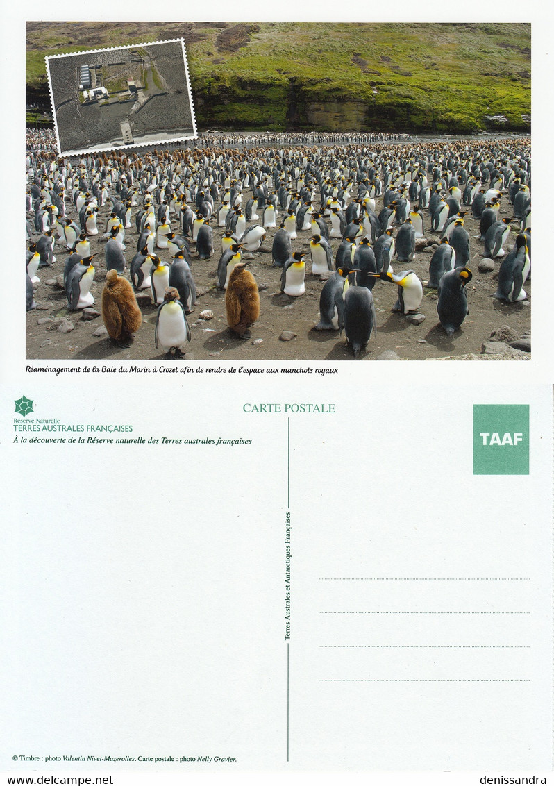 CPM TAAF Manchots Royaux Neuf ** - TAAF : Terres Australes Antarctiques Françaises