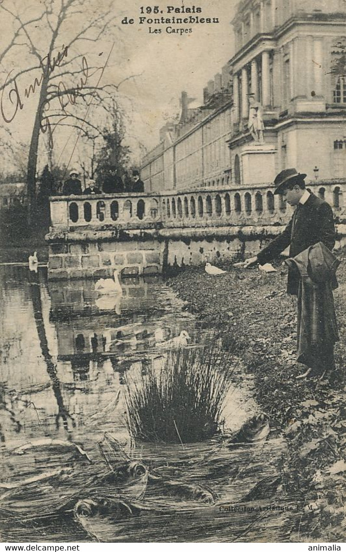 Les Carpes à Fontainebleau . Cygnes . . Montage . Truquage . Carps And Swans. Envoi Infirmier 1 Er Génie . 1917 - Fish & Shellfish