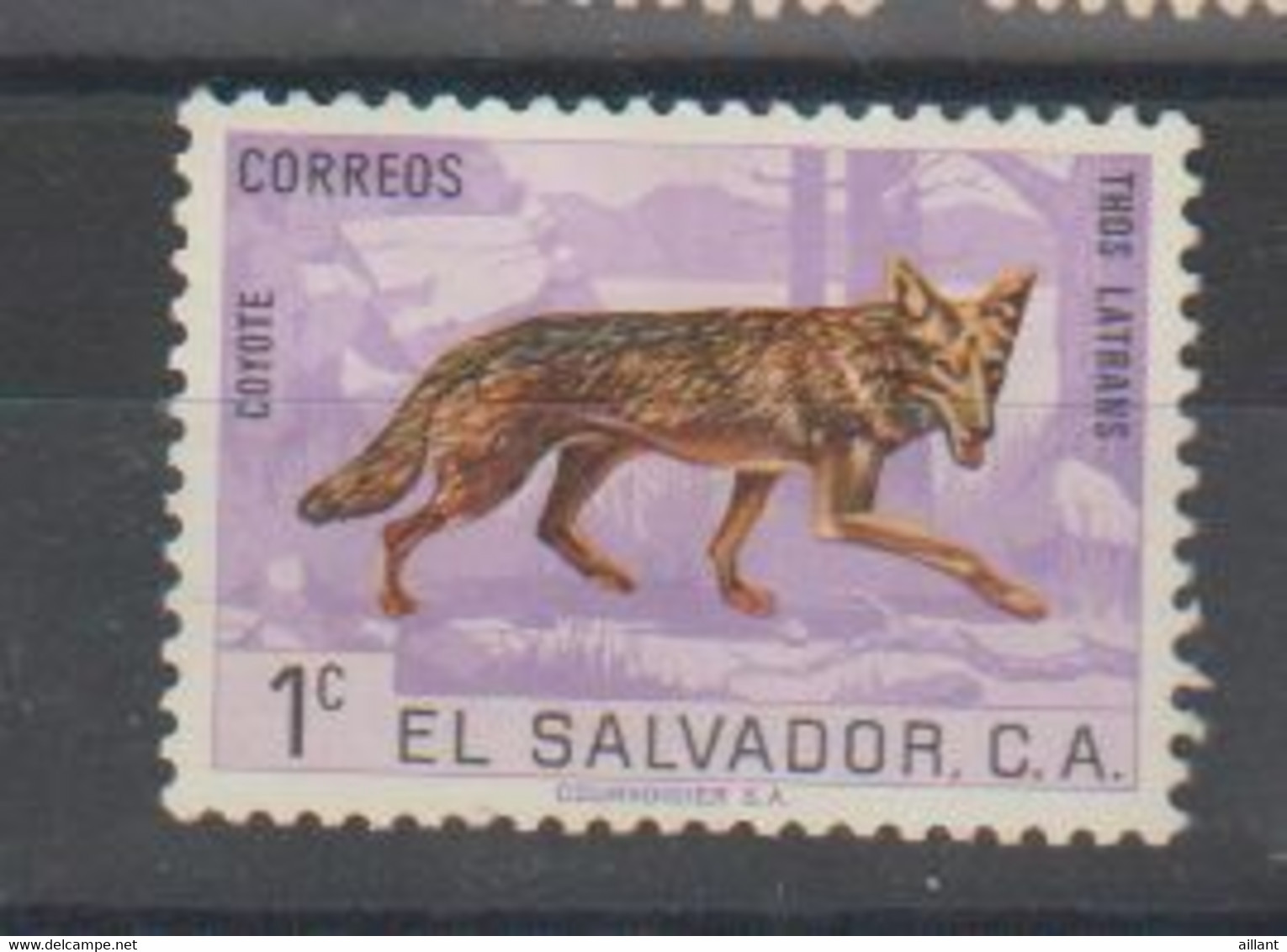 El Salvador  Coyote; Dos Endommagé - Perros