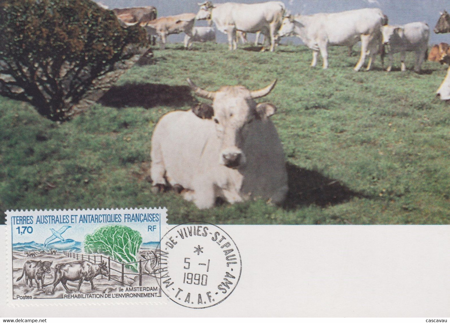 Carte  Maximum  1er  Jour    T.A.A.F   Réhabilitation  De  L' Environnement    1990 - Vaches