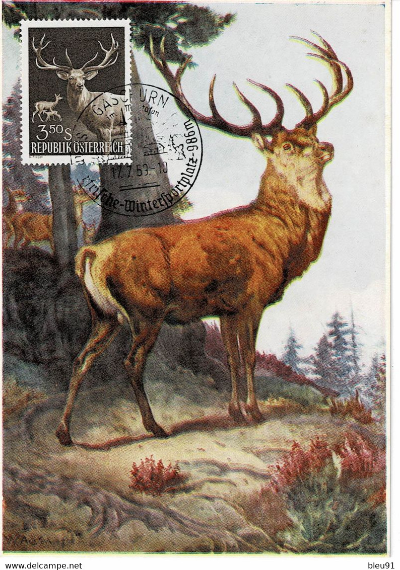 CARTE MAXIMUM AUTRICHE 1959 CERF DEER HIRSCH - Cartes-Maximum (CM)