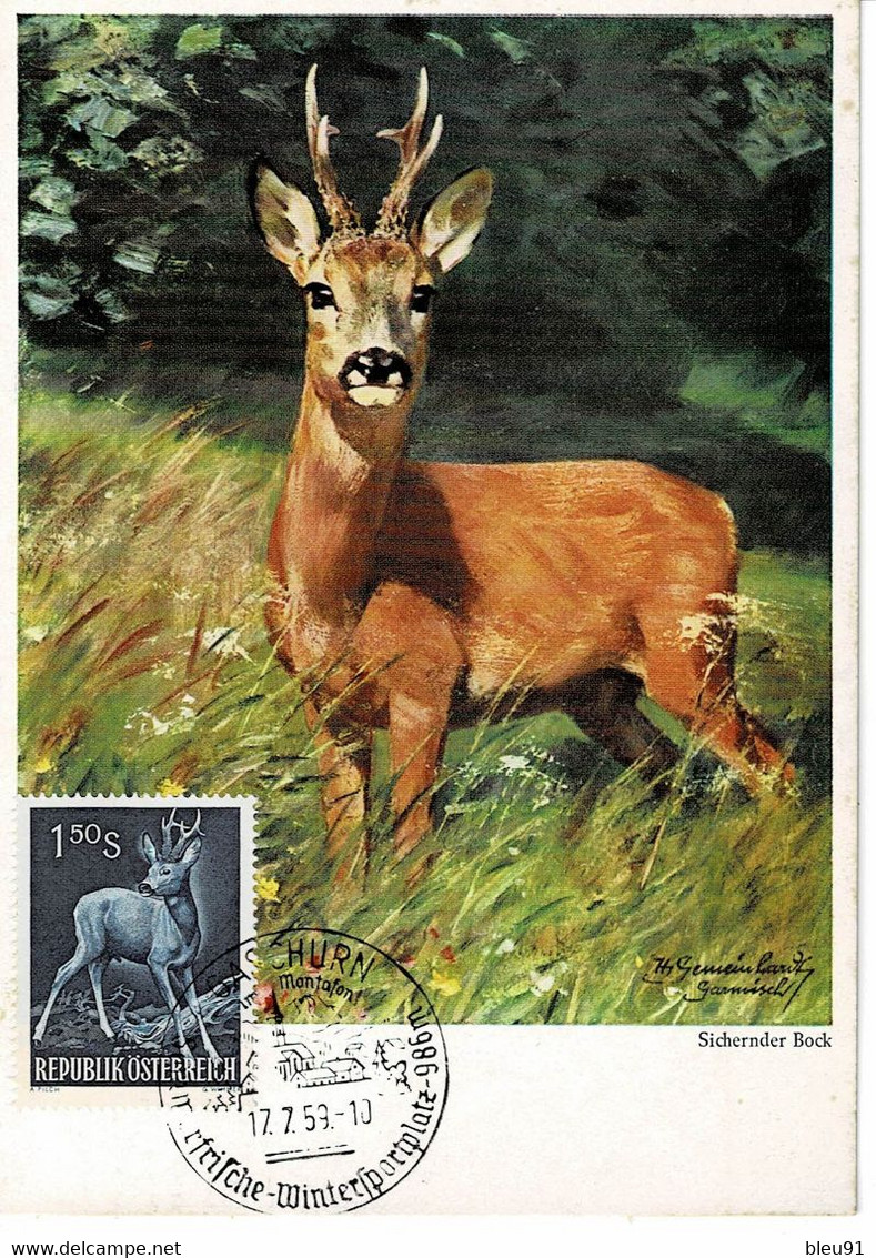 CARTE MAXIMUM AUTRICHE 1959 CHEVREUIL ROE DEER REH - Maximum Cards