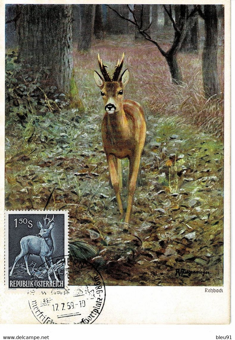 CARTE MAXIMUM AUTRICHE 1959 CHEVREUIL ROE DEER REH - Maximum Cards