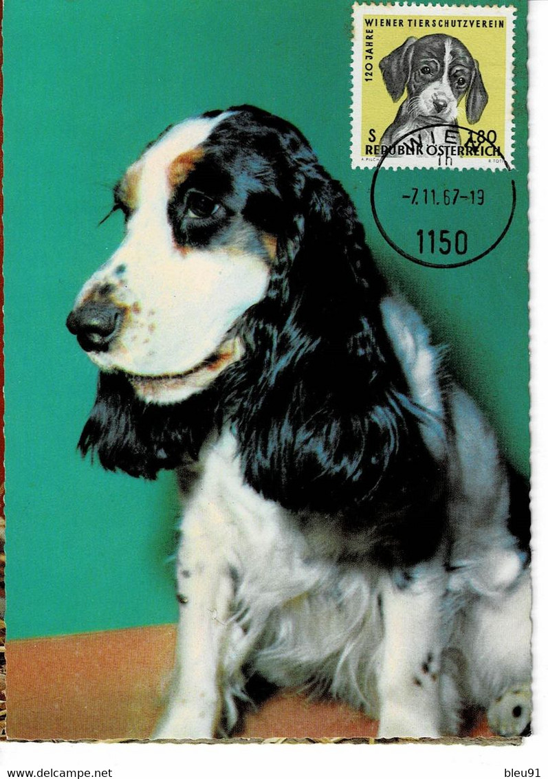 CARTE MAXIMUM AUTRICHE 1967 CHIENS 120ème ANNIVERSAIRE SOCIETE PROTECTION ANIMAUX VIENNE - Maximum Cards